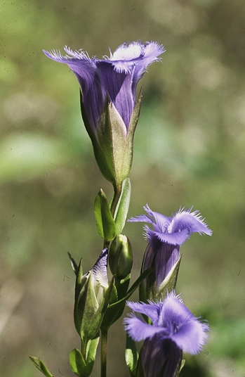 {Gentianopsis crinita}
